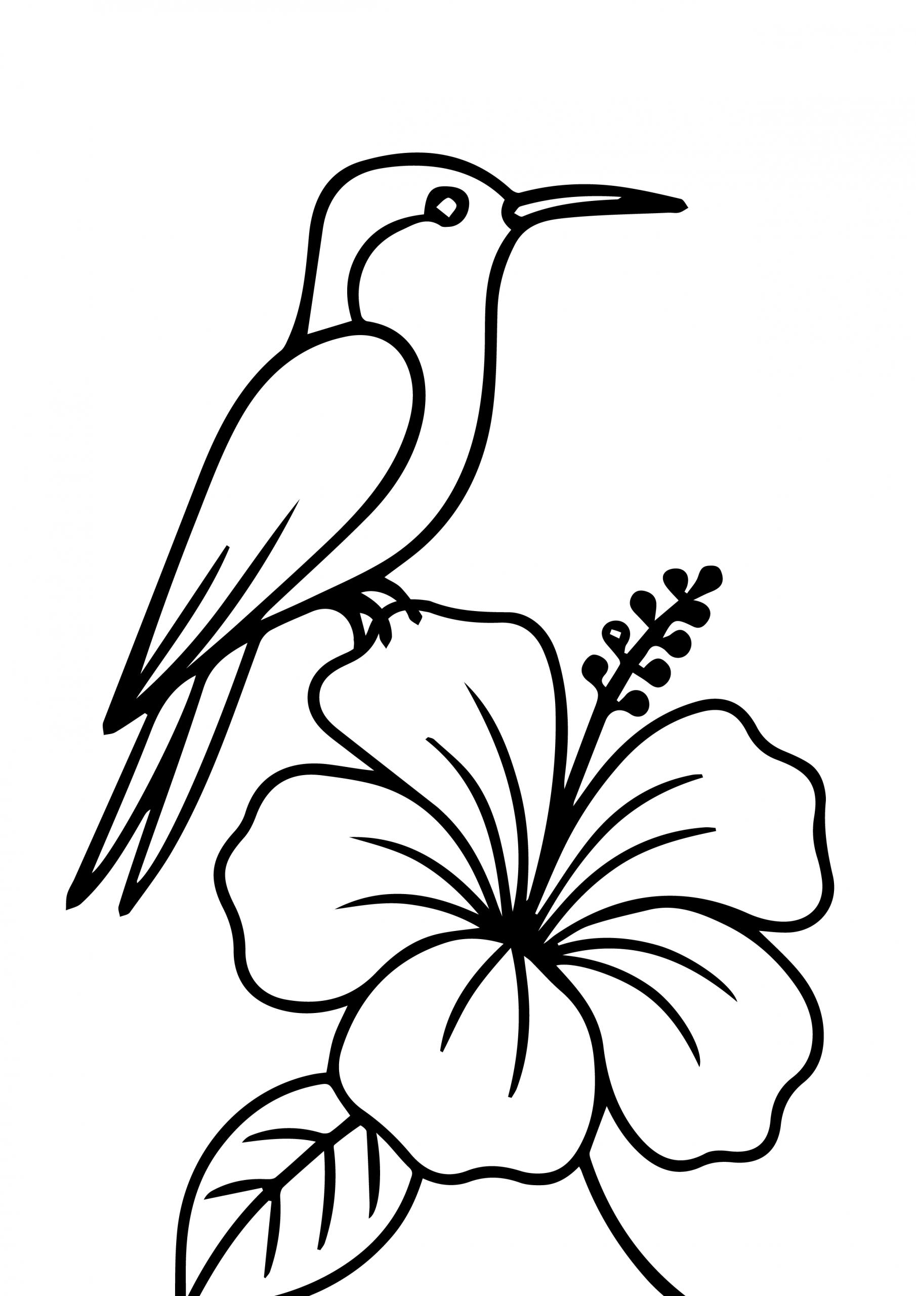Doctor Bird on a Hibuscus Flower